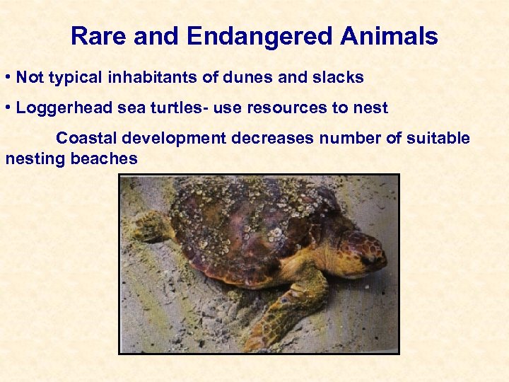 Rare and Endangered Animals • Not typical inhabitants of dunes and slacks • Loggerhead