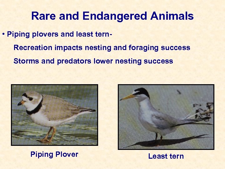 Rare and Endangered Animals • Piping plovers and least tern. Recreation impacts nesting and
