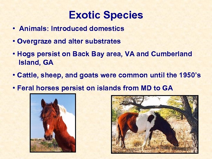 Exotic Species • Animals: Introduced domestics • Overgraze and alter substrates • Hogs persist