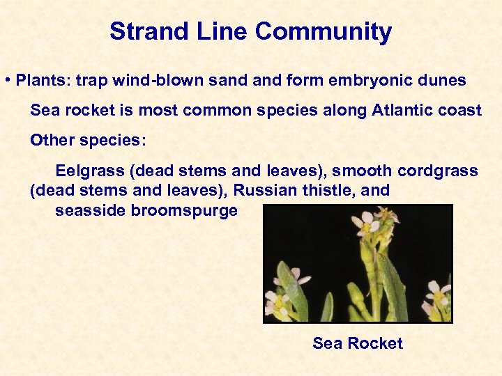 Strand Line Community • Plants: trap wind-blown sand form embryonic dunes Sea rocket is