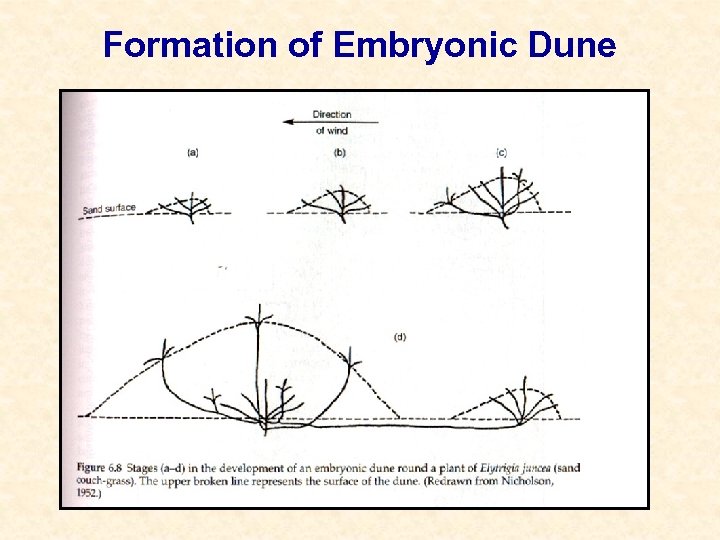 Formation of Embryonic Dune 