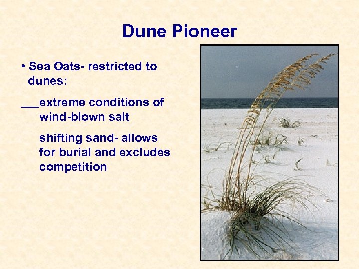 Dune Pioneer • Sea Oats- restricted to dunes: extreme conditions of wind-blown salt shifting