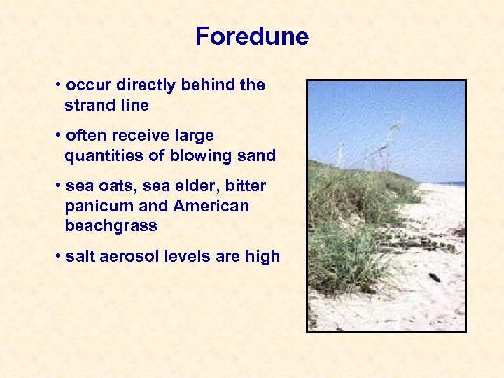 Foredune • occur directly behind the strand line • often receive large quantities of