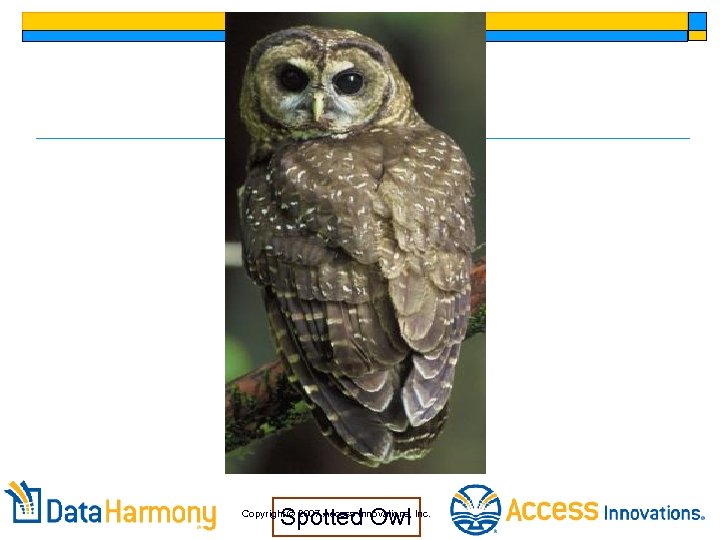 Spotted Owl Copyright 2007 Access Innovations, Inc. 