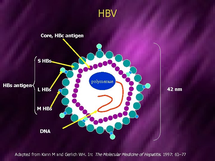 HBV Core, HBc antigen S HBs antigen polymerase L HBs 42 nm M HBs