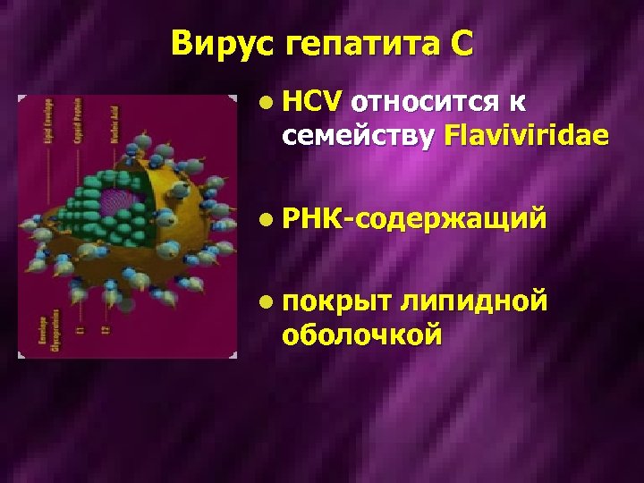 Вирус гепатита С l HCV относится к семейству Flaviviridae l РНК-содержащий l покрыт липидной