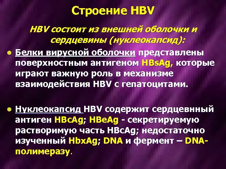 Строение HBV состоит из внешней оболочки и сердцевины (нуклеокапсид): l Белки вирусной оболочки представлены