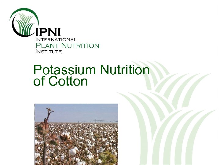 Potassium Nutrition of Cotton 