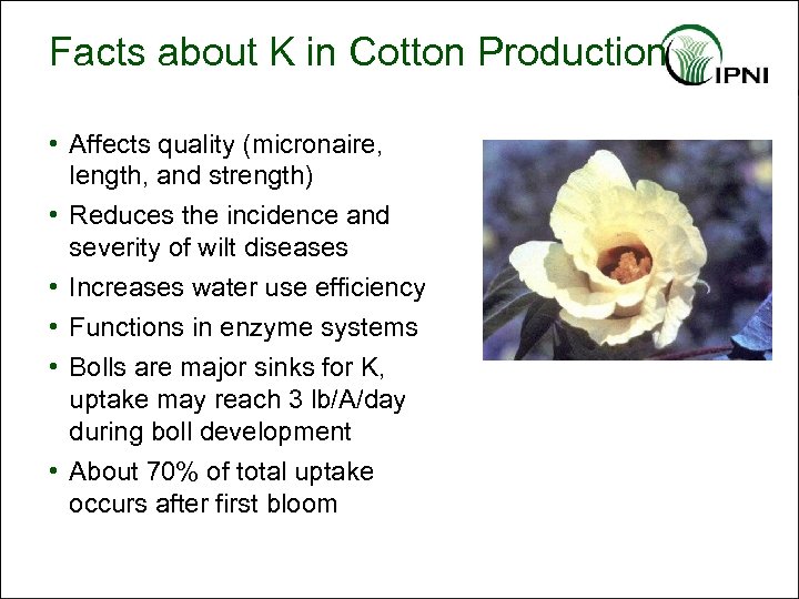 Facts about K in Cotton Production • Affects quality (micronaire, length, and strength) •