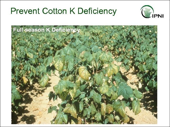 Prevent Cotton K Deficiency Full-season K Deficiency 