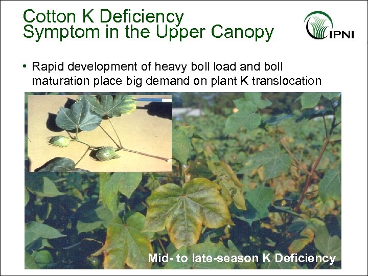 Cotton K Deficiency Symptom in the Upper Canopy • Rapid development of heavy boll