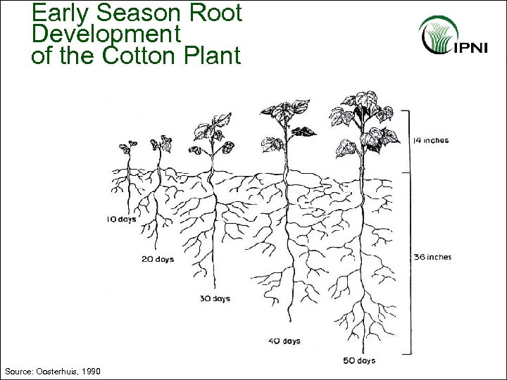 Early Season Root Development of the Cotton Plant Source: Oosterhuis, 1990 