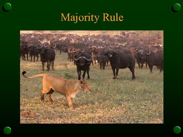 Majority Rule 