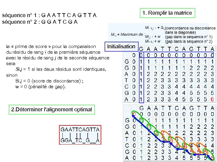 séquence n° 1 : G A A T T C A G T T