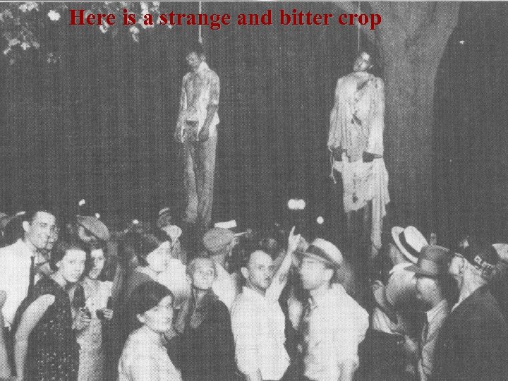 Here is a strange and bitter crop 