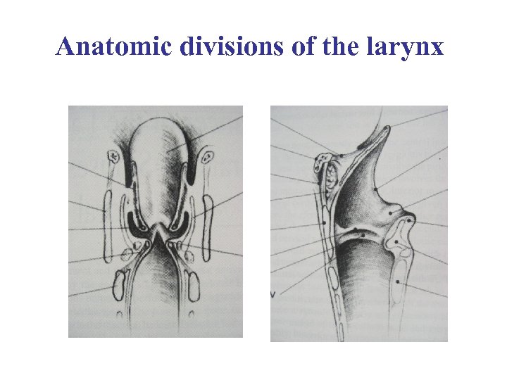 Anatomic divisions of the larynx 