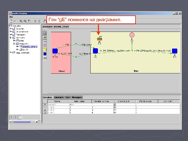 Ген “g. E” появился на диаграмме. 