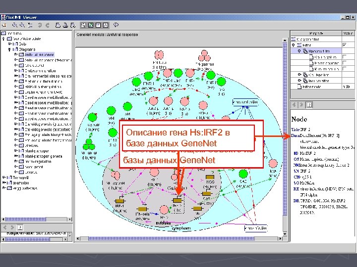 Выбираем вершину графа, Описание гена Hs: IRF 2 в чтобы посмотреть информацию базе данных