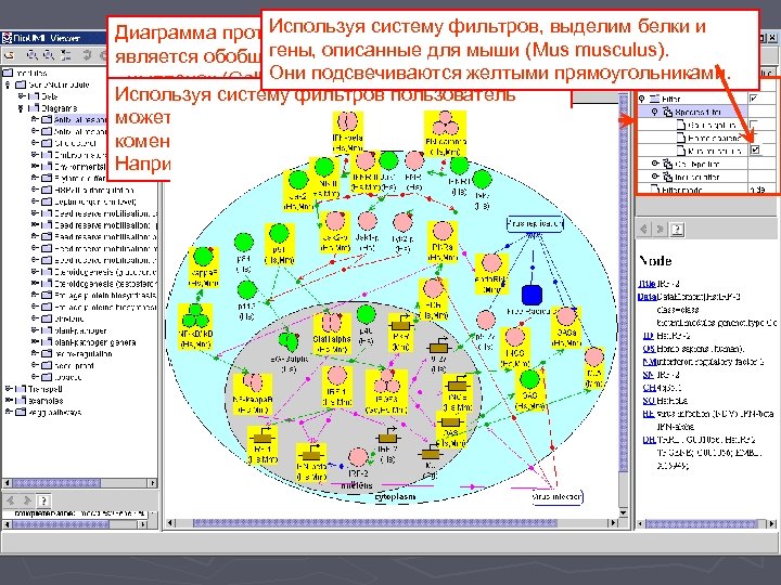 Используя систему Диаграмма противовирусного ответафильтров, выделим белки и гены, по 3 видам организмов: является
