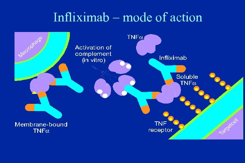 Infliximab – mode of action 