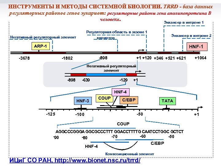 ИНСТРУМЕНТЫ И МЕТОДЫ СИСТЕМНОЙ БИОЛОГИИ. TRRD - база данных регуляторных районов генов эукариот: регуляторные