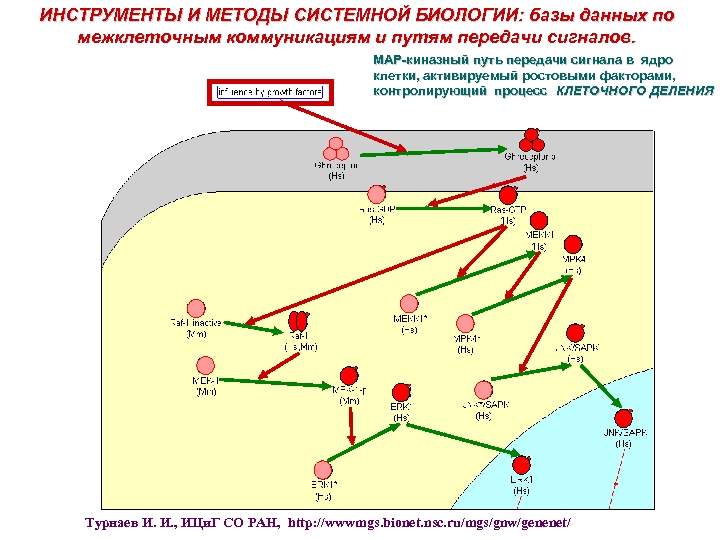 ИНСТРУМЕНТЫ И МЕТОДЫ СИСТЕМНОЙ БИОЛОГИИ: базы данных по межклеточным коммуникациям и путям передачи сигналов.