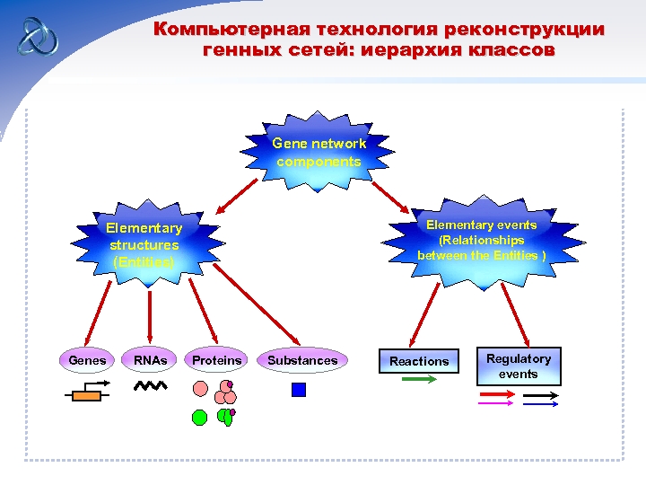 Компьютерная технология реконструкции генных сетей: иерархия классов Gene network components Elementary events (Relationships between