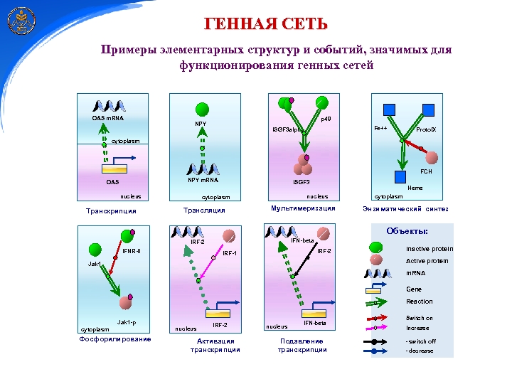 ГЕННАЯ СЕТЬ Примеры элементарных структур и событий, значимых для функционирования генных сетей OAS m.