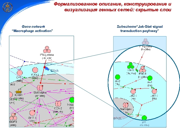 Формализованное описание, конструирование и визуализация генных сетей: скрытые слои Gene network “Macrophage activation” Click