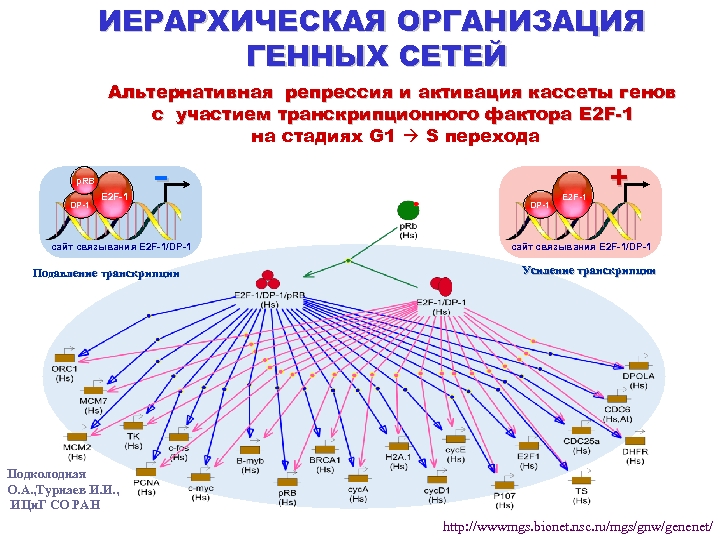 ИЕРАРХИЧЕСКАЯ ОРГАНИЗАЦИЯ ГЕННЫХ СЕТЕЙ Альтернативная репрессия и активация кассеты генов с участием транскрипционного фактора