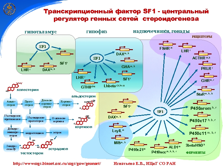 Транскрипционный фактор SF 1 - центральный регулятор генных сетей стероидогенеза надпочечники, гонады гипофиз гипоталамус