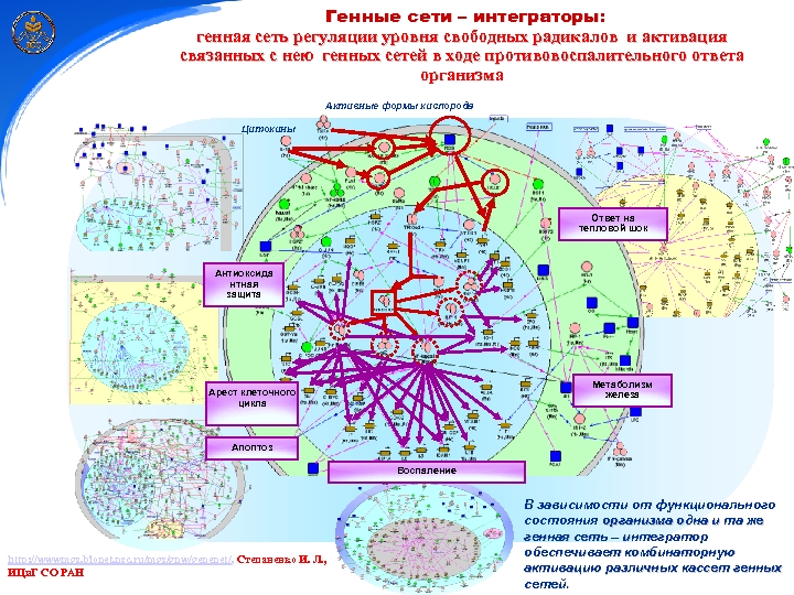 Генные сети – интеграторы: генная сеть регуляции уровня свободных радикалов и активация связанных с
