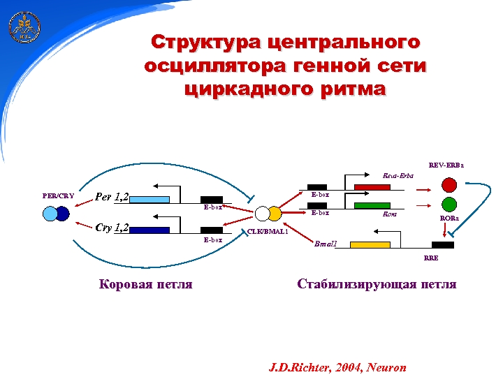 Структура центрального осциллятора генной сети циркадного ритма REV-ERBa Reva-Erba PER/CRY Per 1, 2 E-box