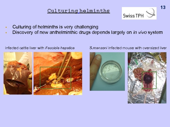 Culturing helminths § § 13 Culturing of helminths is very challenging Discovery of new