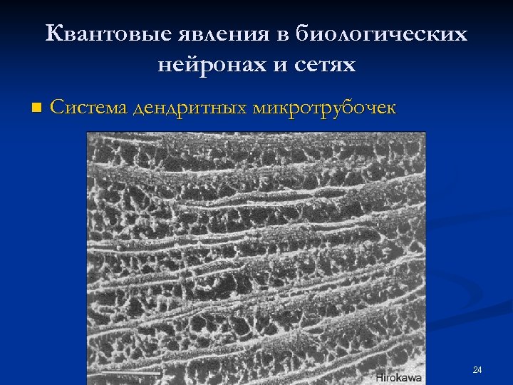 Квантовые явления в биологических нейронах и сетях n Система дендритных микротрубочек 24 