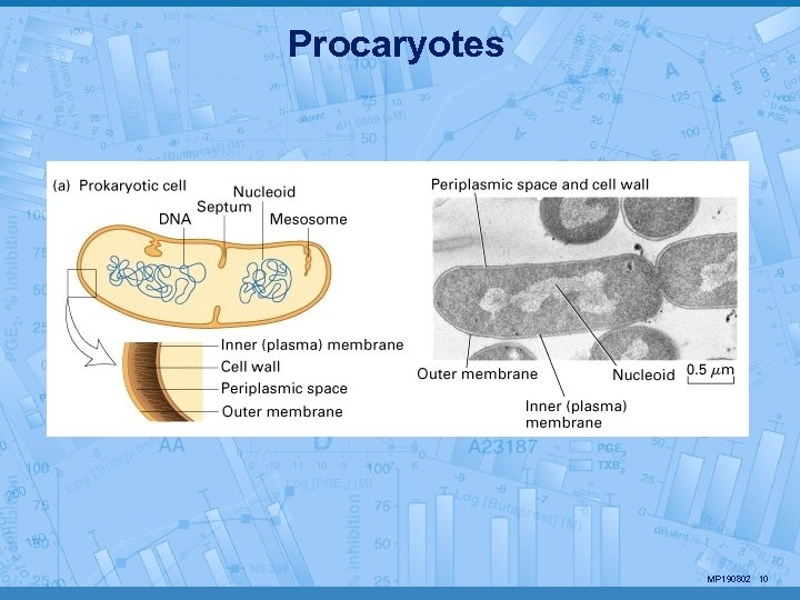 Procaryotes MP 190802 10 