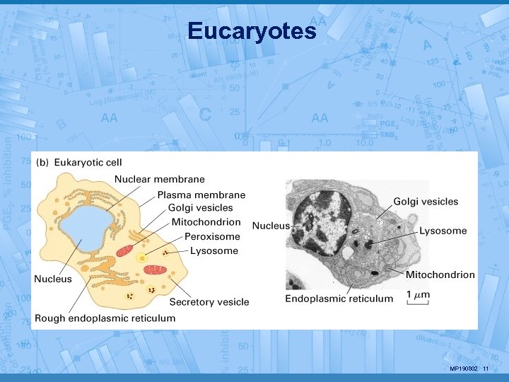 Eucaryotes MP 190802 11 