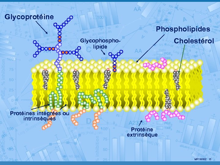 Glycoprotéine Phospholipides Cholestérol Glycophospholipide Protéines intégrées ou intrinsèques Protéine extrinsèque MP 190802 15 