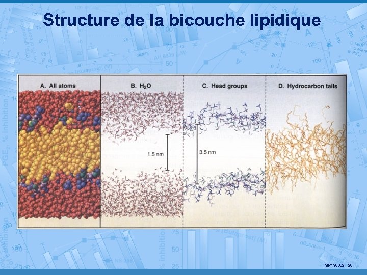 Structure de la bicouche lipidique MP 190802 20 