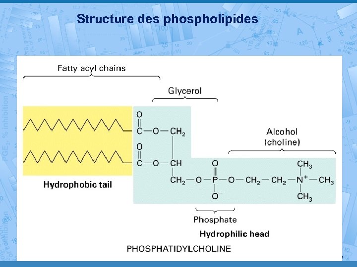 Structure des phospholipides MP 190802 22 