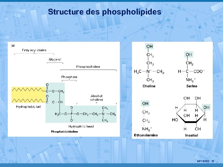 Structure des phospholipides MP 190802 25 