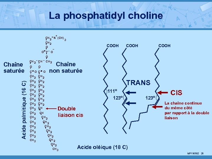 La phosphatidyl choline + CH 2 N (CH) CH 2 3 COOH O P