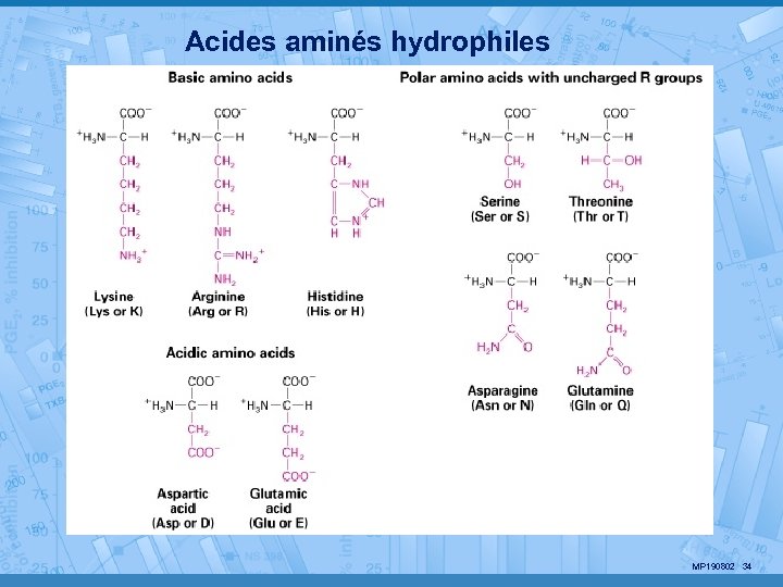 Acides aminés hydrophiles MP 190802 34 