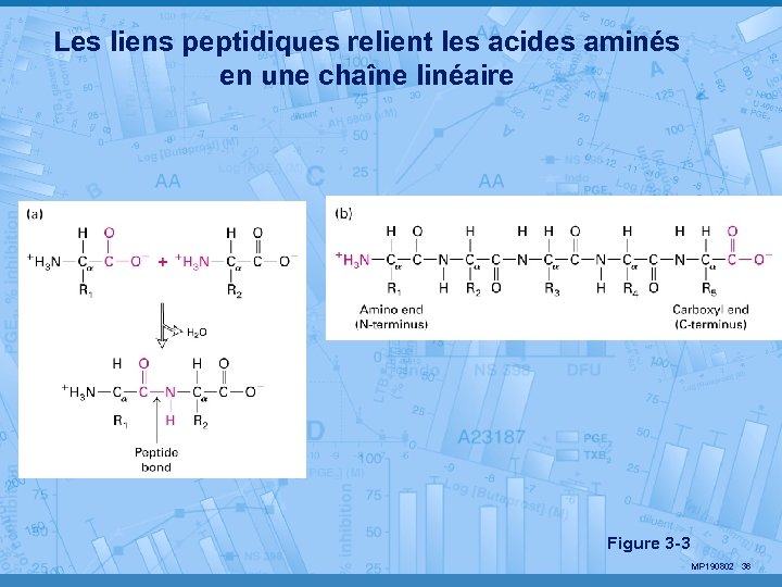 Les liens peptidiques relient les acides aminés en une chaîne linéaire Figure 3 -3