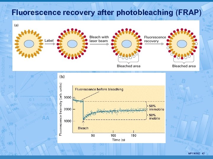 Fluorescence recovery after photobleaching (FRAP) MP 190802 43 