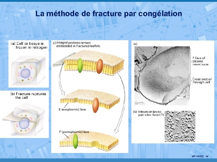 La méthode de fracture par congélation MP 190802 44 