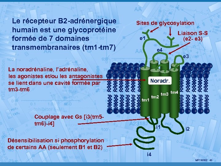 Le récepteur B 2 -adrénergique humain est une glycoprotéine formée de 7 domaines transmembranaires