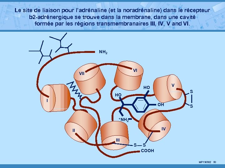 Le site de liaison pour l’adrénaline (et la noradrénaline) dans le récepteur b 2