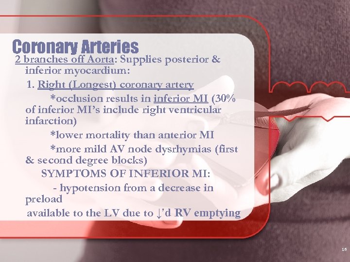 Coronary Arteries 2 branches off Aorta: Supplies posterior & inferior myocardium: 1. Right (Longest)