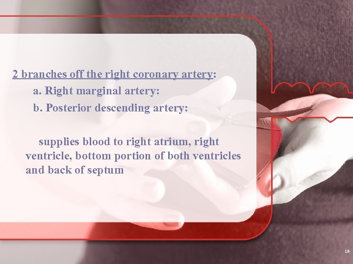 2 branches off the right coronary artery: a. Right marginal artery: b. Posterior descending